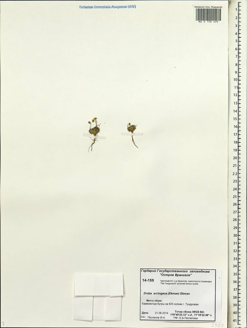 Draba arctogena (Ekman) Ekman, Siberia, Chukotka & Kamchatka (S7) (Russia)