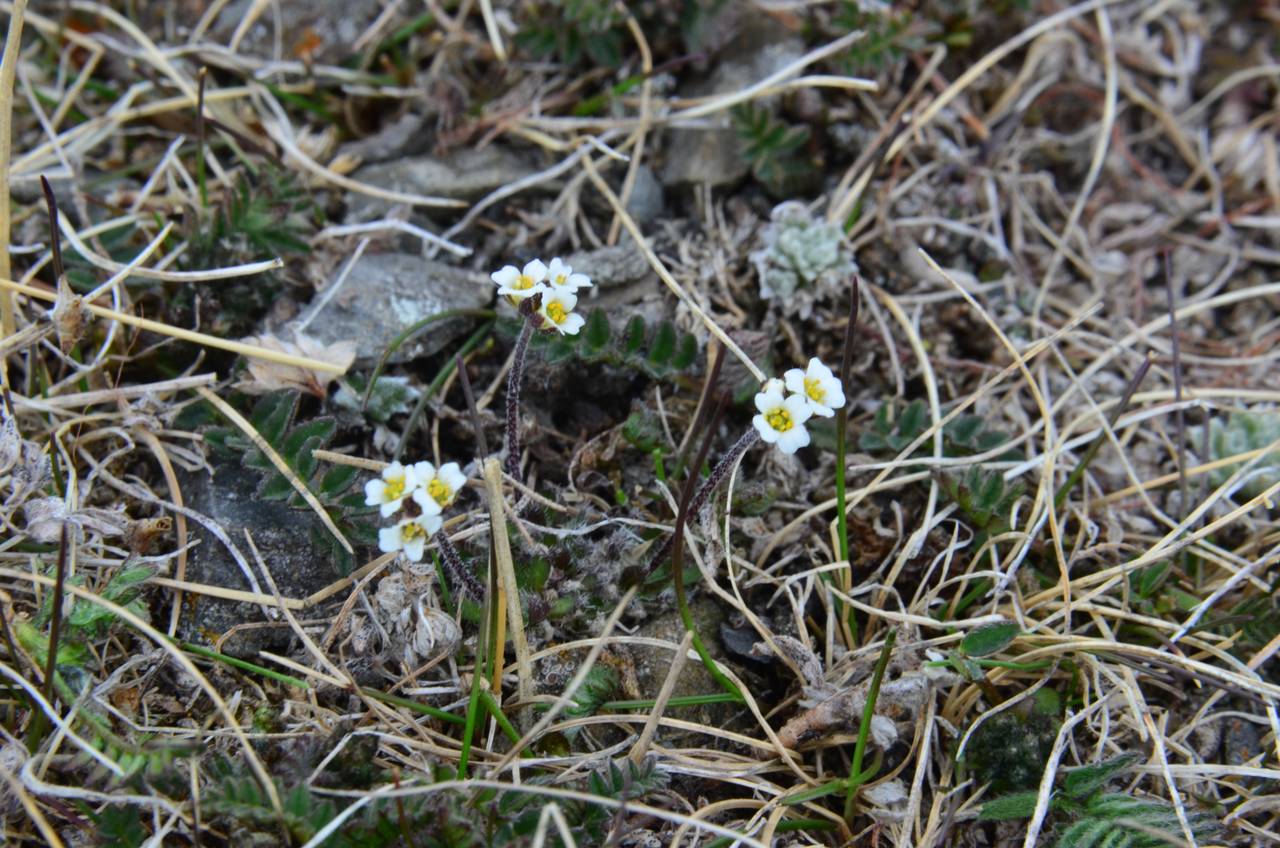 Draba arctogena (Ekman) Ekman, Siberia, Chukotka & Kamchatka (S7) (Russia)