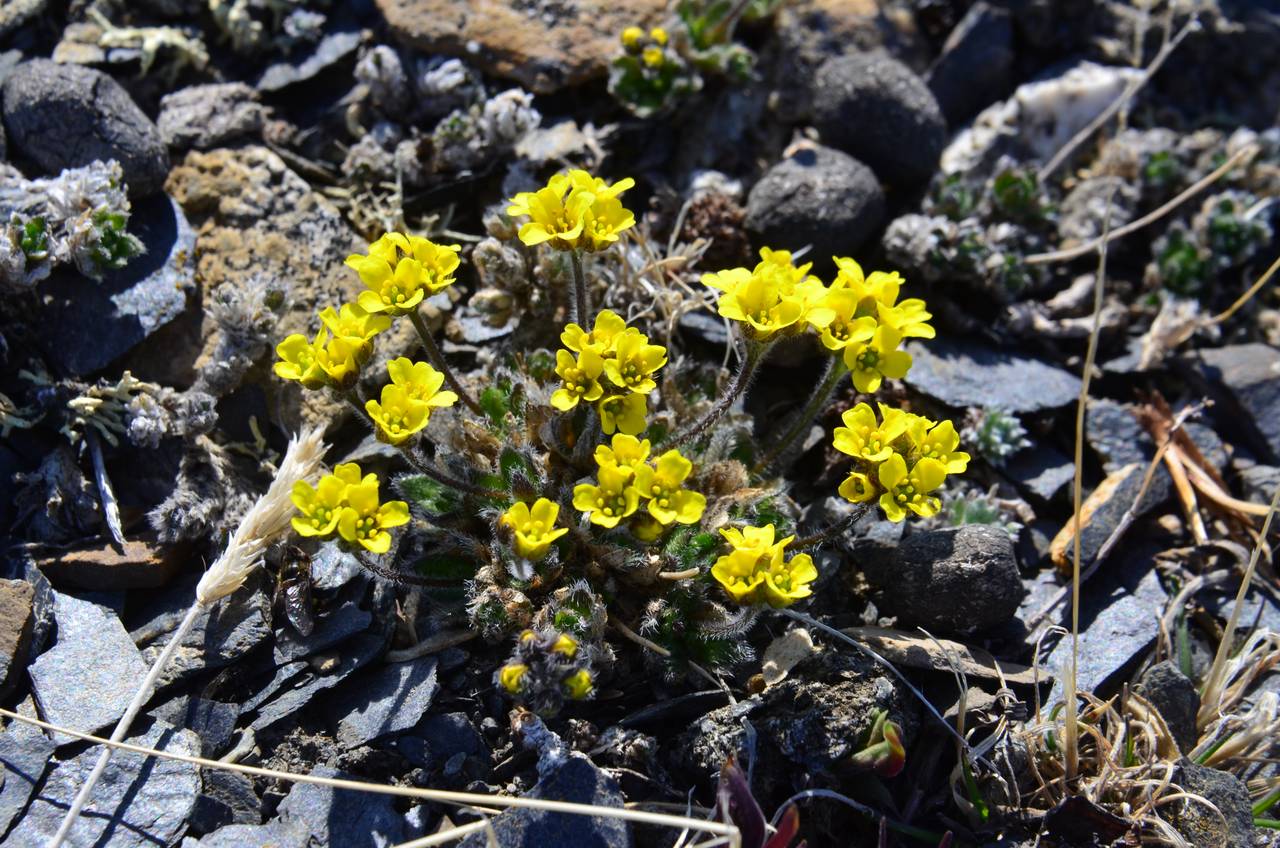 Draba corymbosa R. Br. ex DC., Siberia, Chukotka & Kamchatka (S7) (Russia)