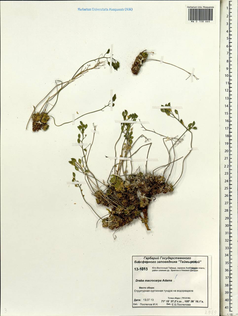 Draba corymbosa R.Br. ex DC., Siberia, Central Siberia (S3) (Russia)