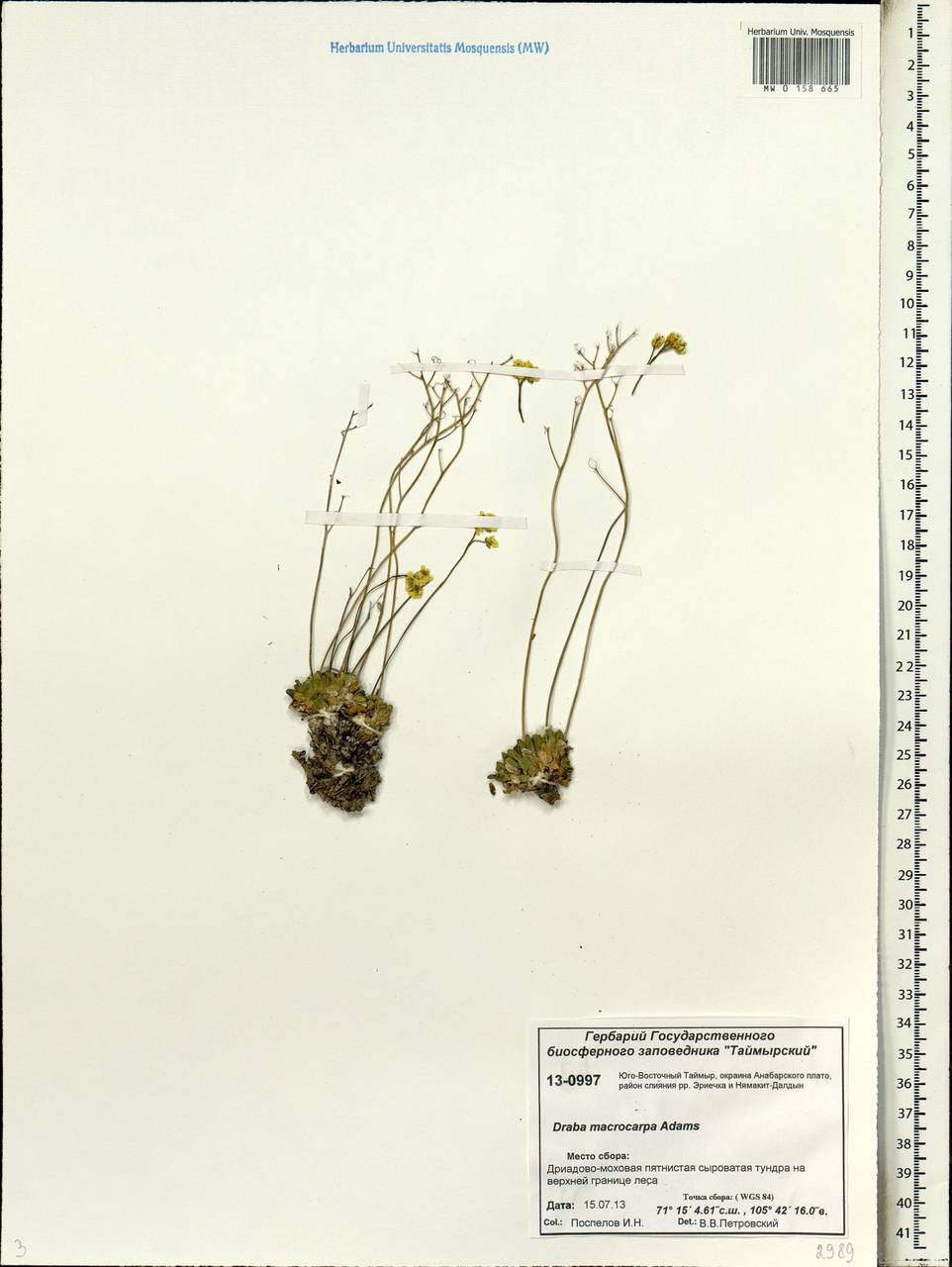 Draba corymbosa R.Br. ex DC., Siberia, Central Siberia (S3) (Russia)