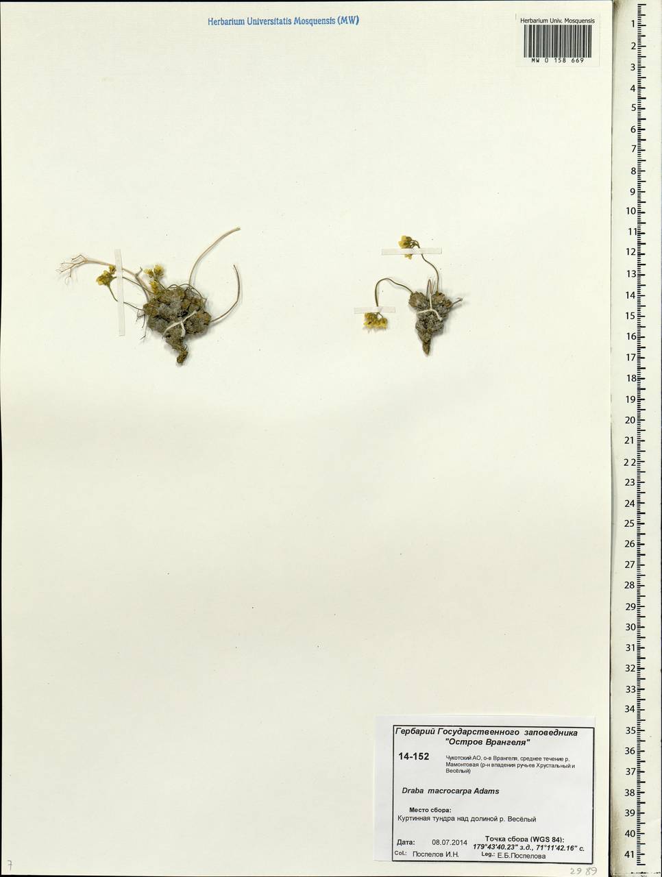 Draba macrocarpa Adams, Siberia, Chukotka & Kamchatka (S7) (Russia)