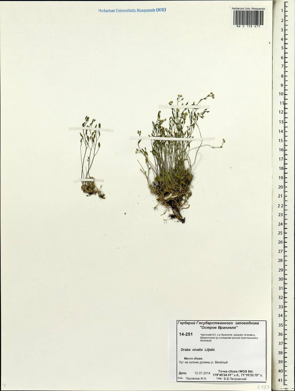 Draba nivalis Lilj., Siberia, Chukotka & Kamchatka (S7) (Russia)