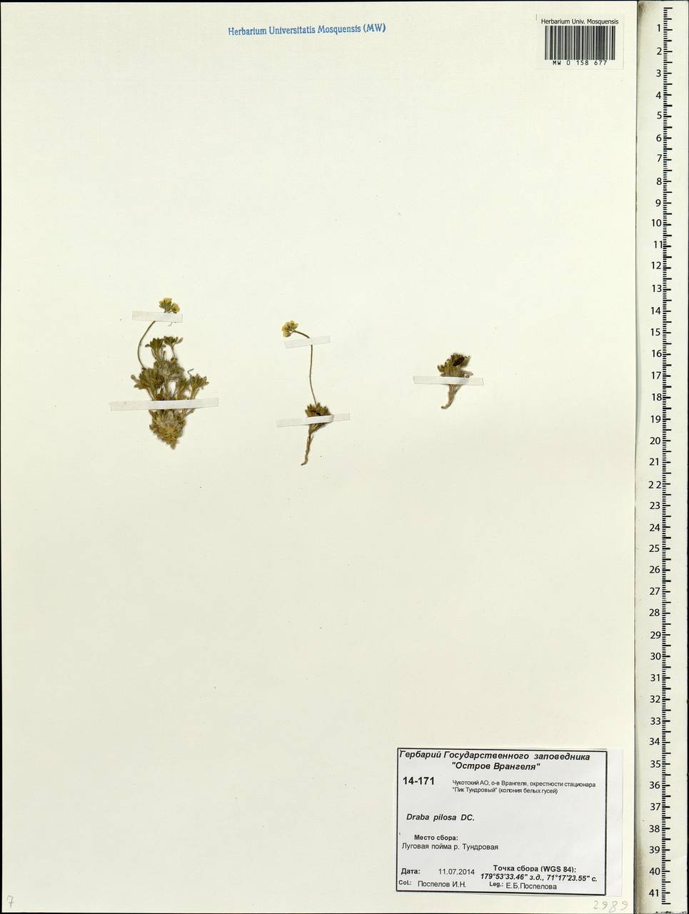 Draba pilosa Adams ex DC., Siberia, Chukotka & Kamchatka (S7) (Russia)