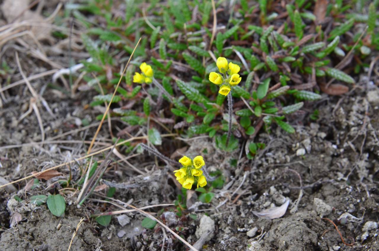 Draba pilosa Adams ex DC., Siberia, Chukotka & Kamchatka (S7) (Russia)