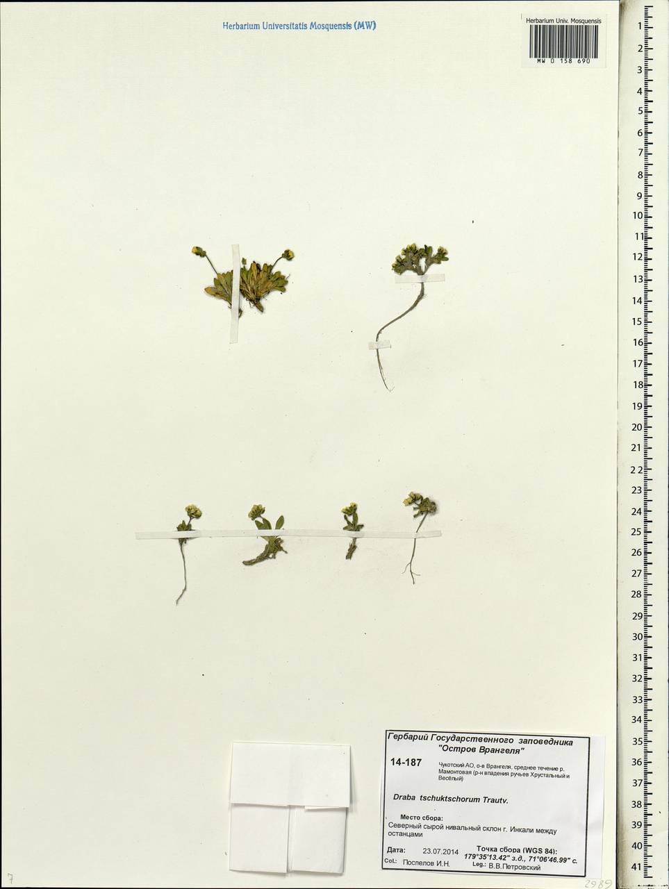 Draba tschuktschorum Trautv., Siberia, Chukotka & Kamchatka (S7) (Russia)