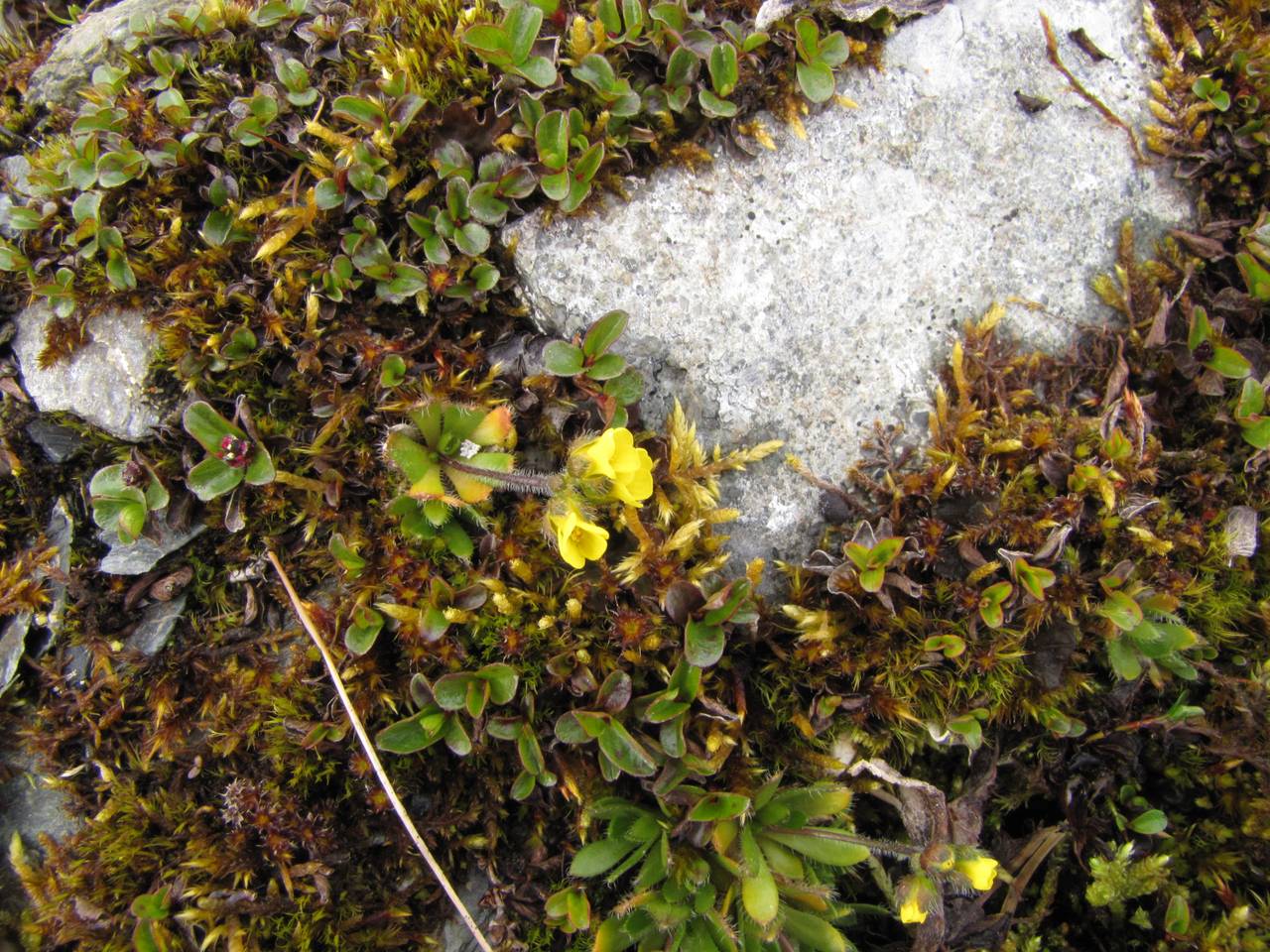 Draba tschuktschorum Trautv., Siberia, Chukotka & Kamchatka (S7) (Russia)