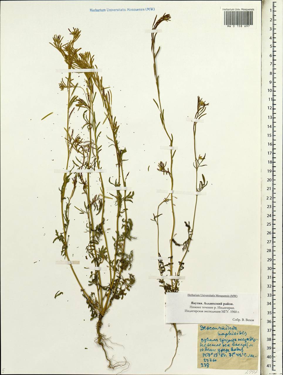 Descurainia sophioides (Fisch. ex Hook.) O.E. Schulz, Siberia, Yakutia (S5) (Russia)