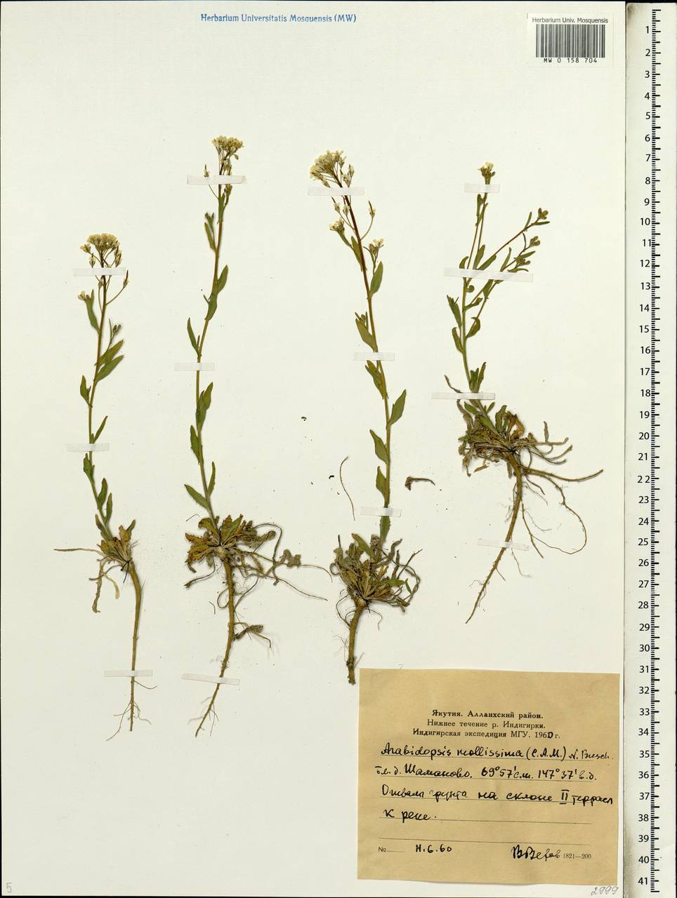 Crucihimalaya mollissima (C.A. Mey.) Al-Shehbaz, O'Kane & R.A. Price, Siberia, Yakutia (S5) (Russia)