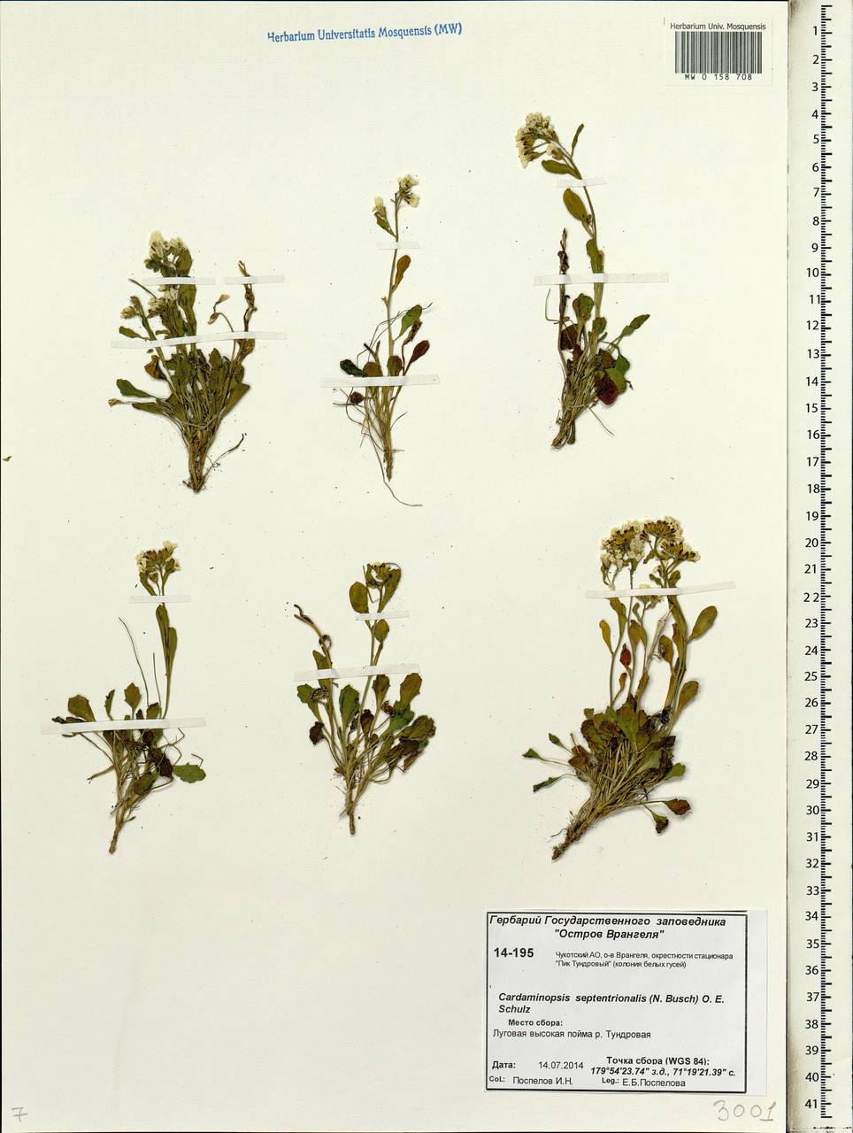 Arabidopsis septentrionalis (N.Busch) D.A.German, Siberia, Chukotka & Kamchatka (S7) (Russia)