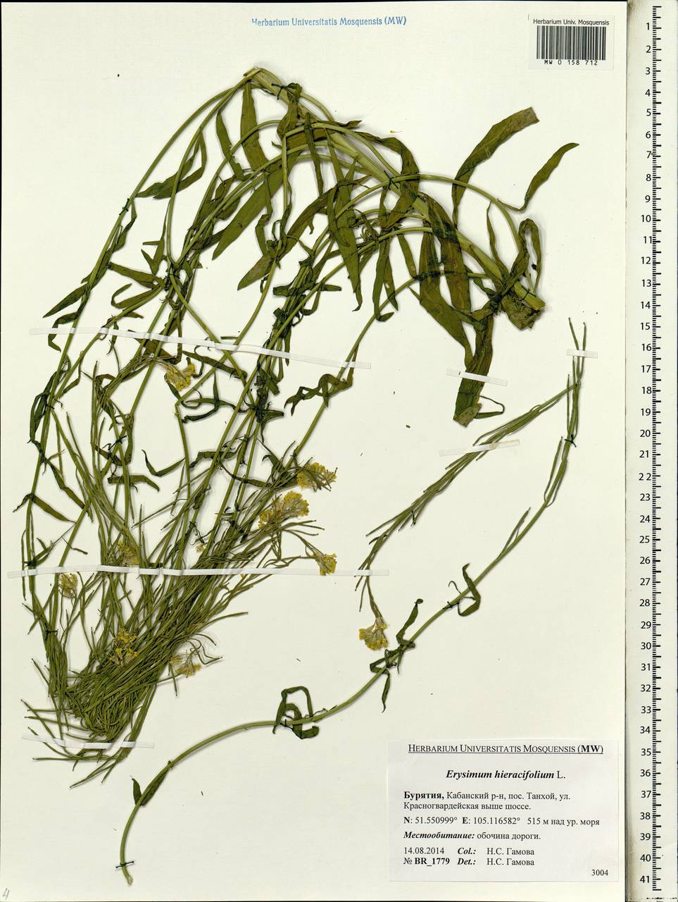 Erysimum hieraciifolium L., Siberia, Baikal & Transbaikal region (S4) (Russia)