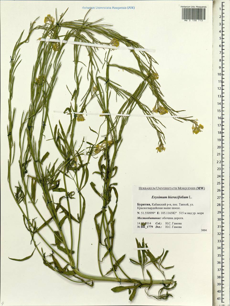 Erysimum odoratum Ehrh., Siberia, Baikal & Transbaikal region (S4) (Russia)