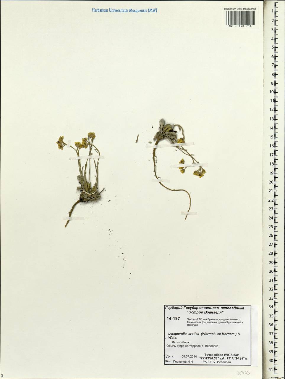 Physaria arctica (Wormsk. ex Hornem.) O'Kane & Al-Shehbaz, Siberia, Chukotka & Kamchatka (S7) (Russia)