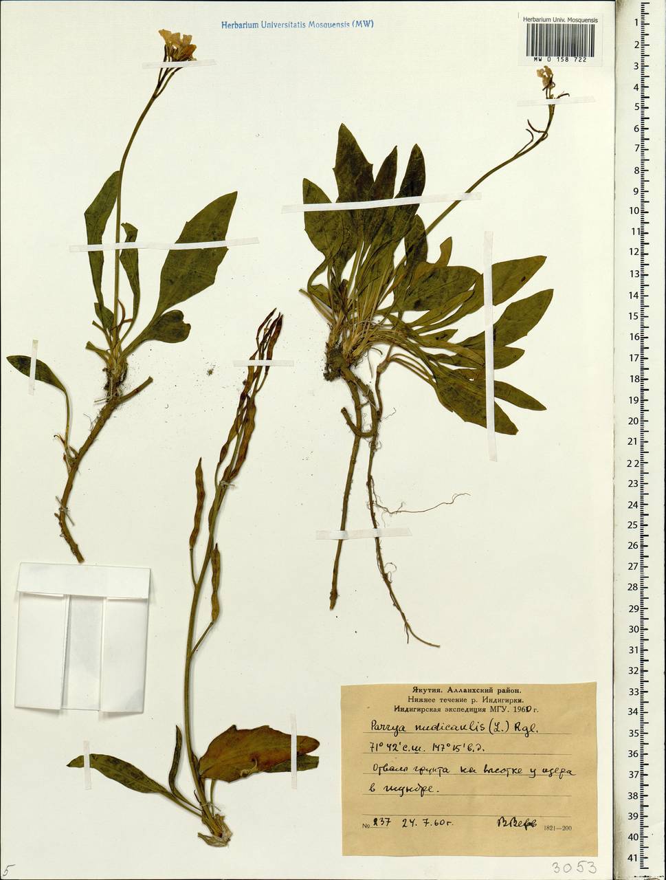 Parrya nudicaulis (L.) Regel, Siberia, Yakutia (S5) (Russia)