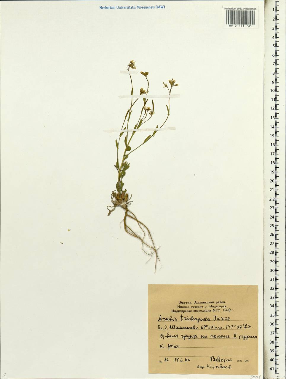 Transberingia bursifolia (DC.) Al-Shehbaz & O'Kane, Siberia, Yakutia (S5) (Russia)