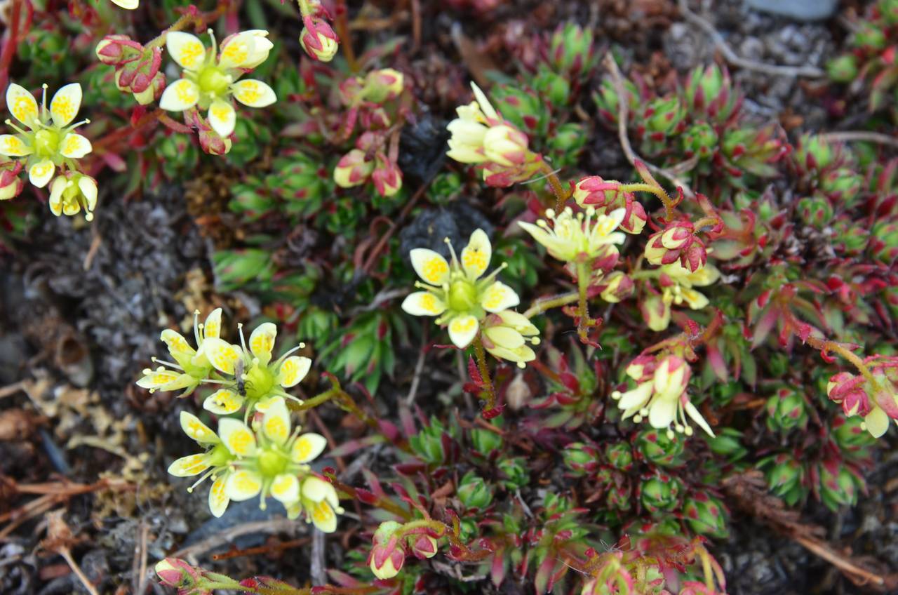 Saxifraga bronchialis subsp. spinulosa (Adam) Hultén, Siberia, Chukotka & Kamchatka (S7) (Russia)