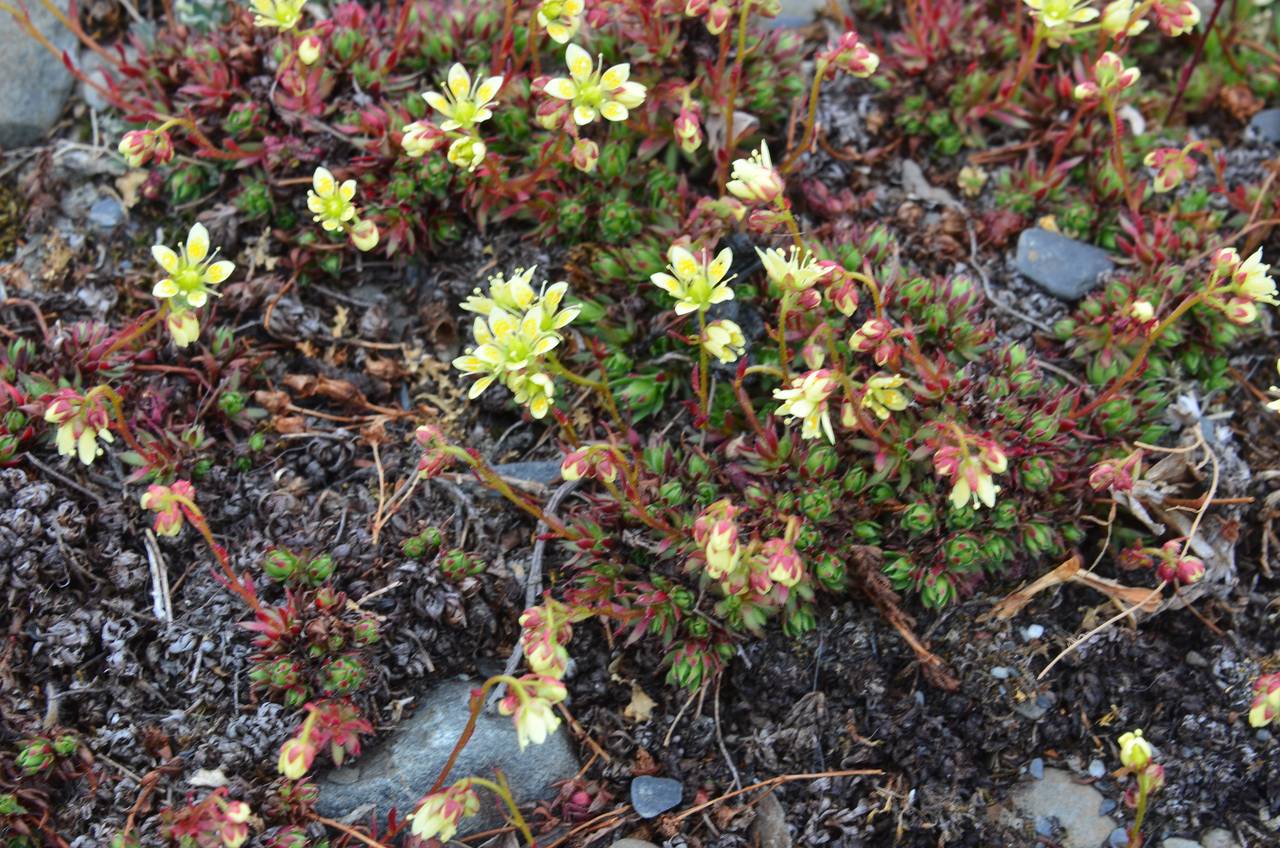 Saxifraga bronchialis subsp. spinulosa (Adam) Hultén, Siberia, Chukotka & Kamchatka (S7) (Russia)