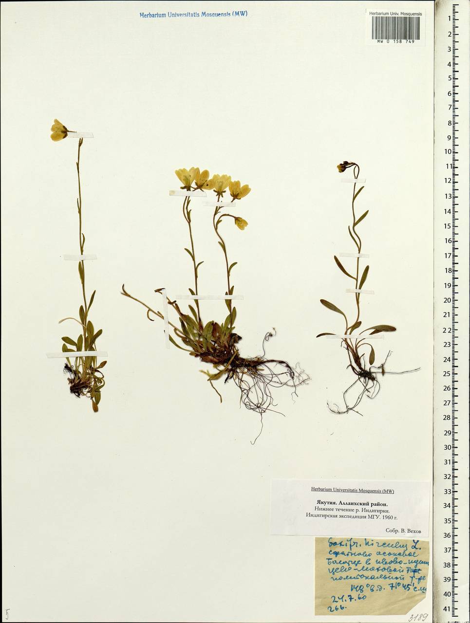 Saxifraga hirculus, Siberia, Yakutia (S5) (Russia)