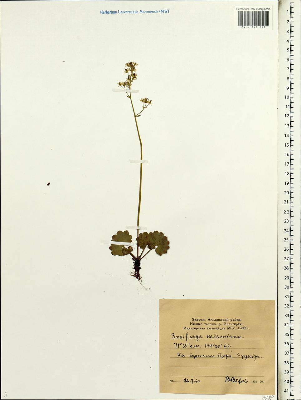 Micranthes nelsoniana subsp. nelsoniana, Siberia, Yakutia (S5) (Russia)