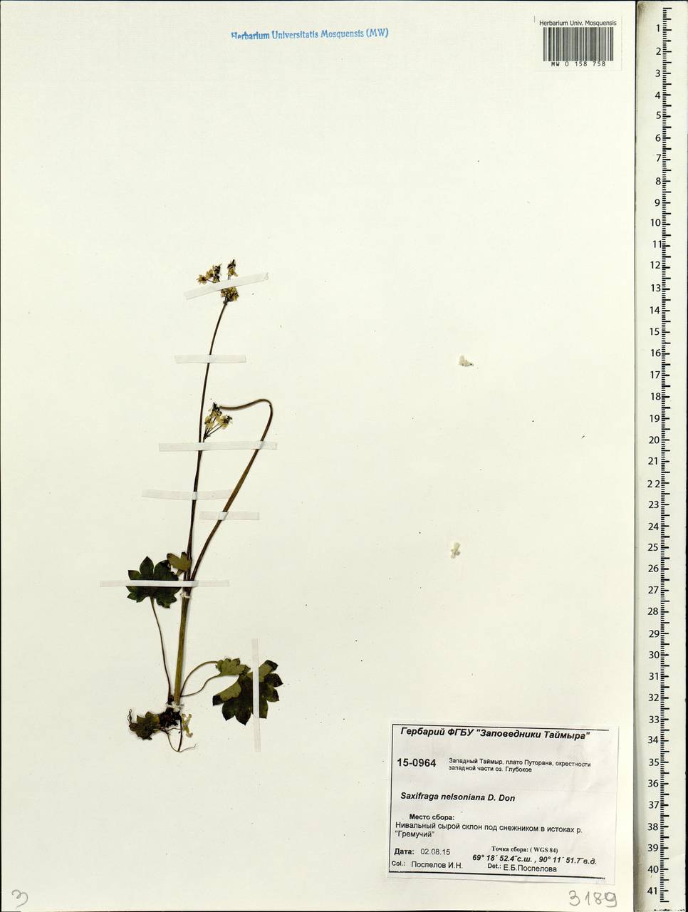 Micranthes nelsoniana subsp. nelsoniana, Siberia, Central Siberia (S3) (Russia)