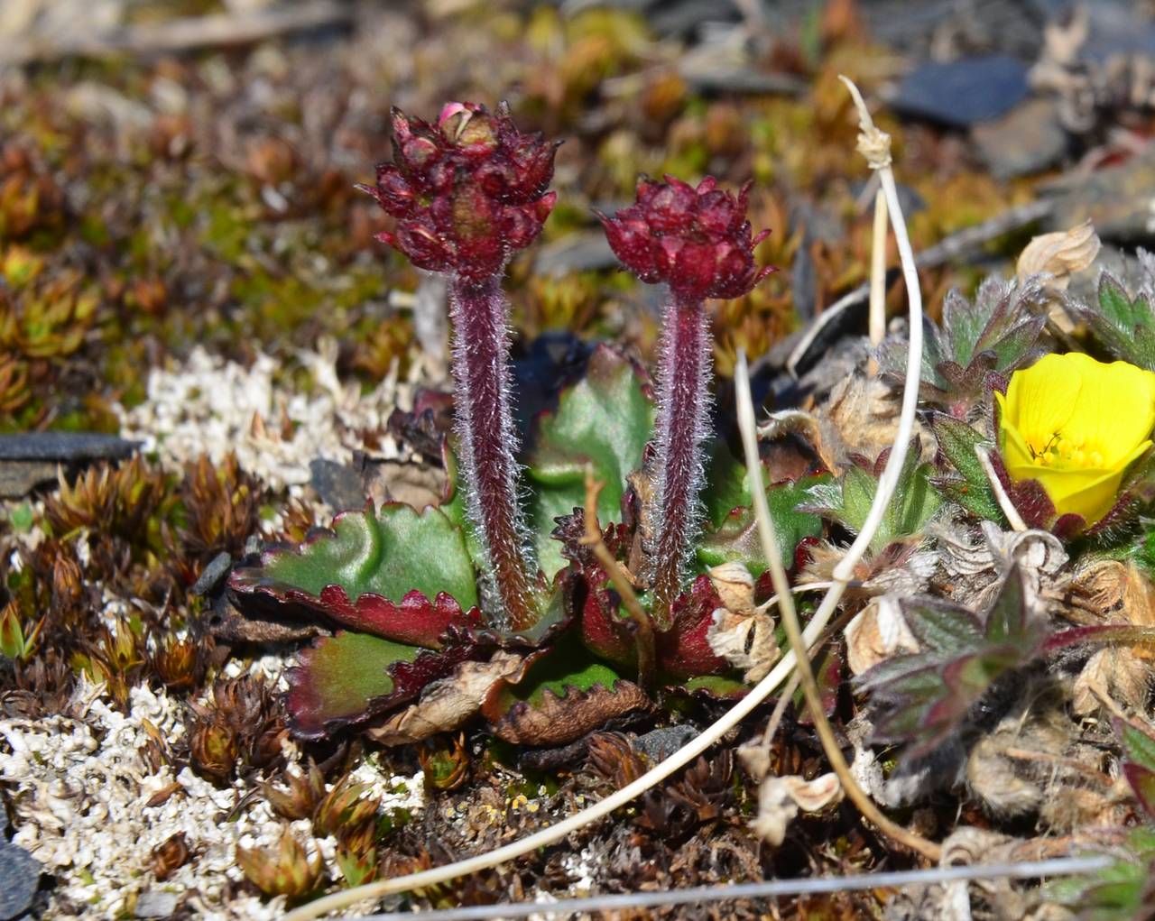 Micranthes nivalis (L.) Small, Siberia, Chukotka & Kamchatka (S7) (Russia)