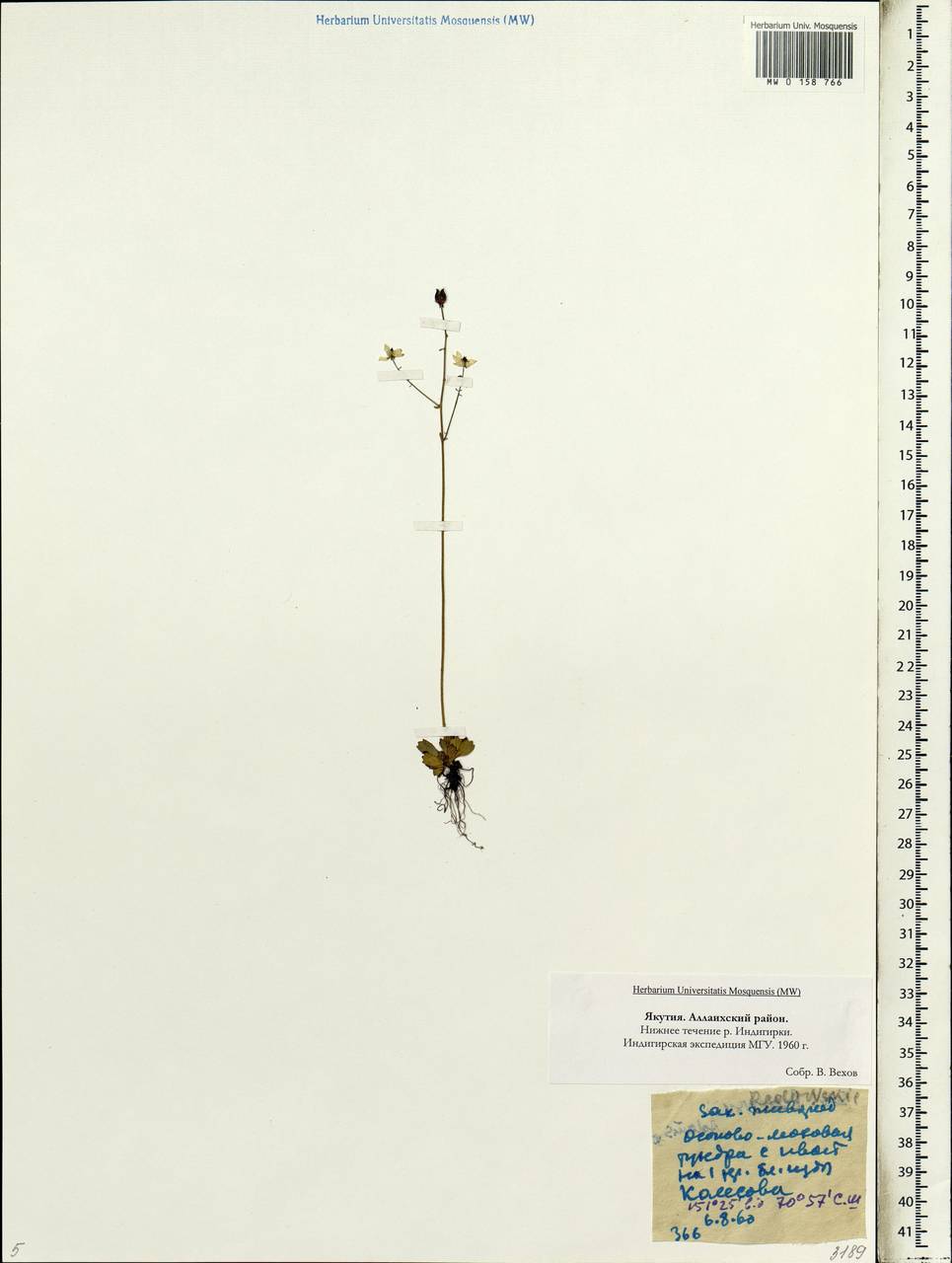 Micranthes redofskyi (Adams) Elven & D.F.Murray, Siberia, Yakutia (S5) (Russia)