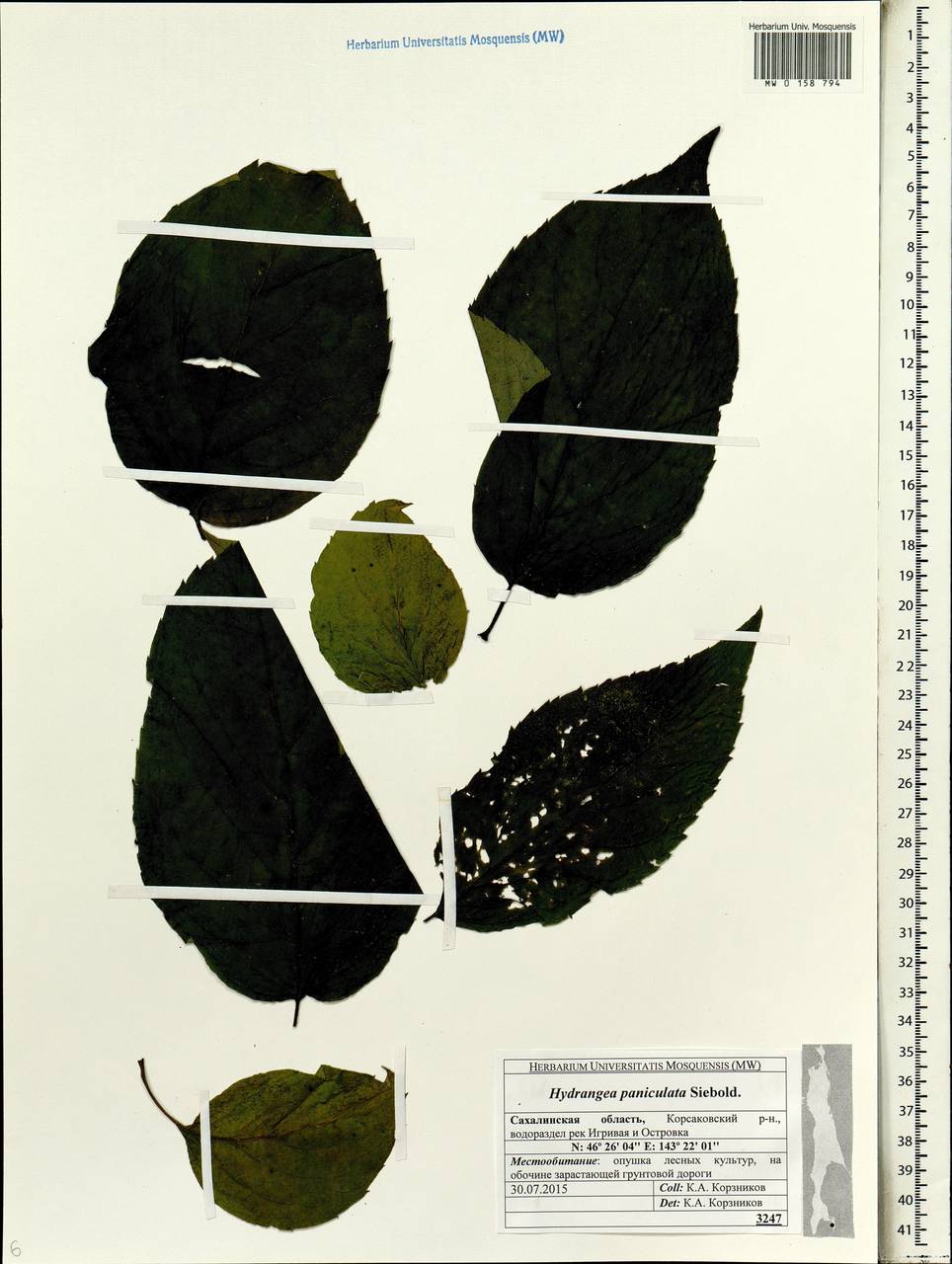 Hydrangea paniculata Siebold, Siberia, Russian Far East (S6) (Russia)