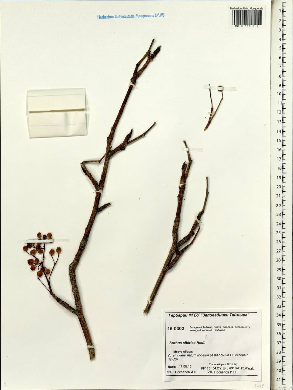 Sorbus aucuparia subsp. glabrata (Wimm. & Grab.) Hedl., Siberia, Central Siberia (S3) (Russia)
