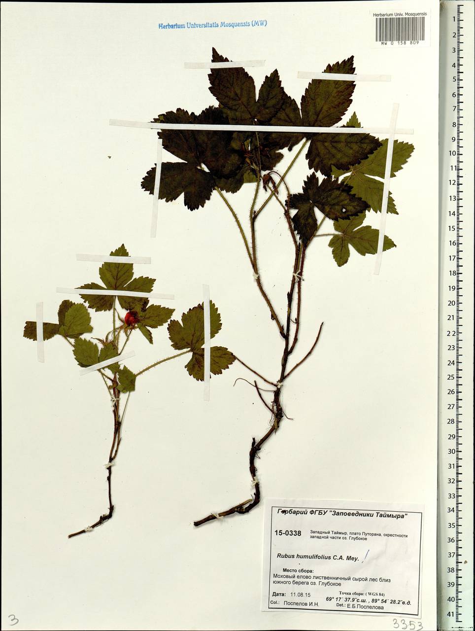 Rubus humulifolius C. A. Mey., Siberia, Central Siberia (S3) (Russia)