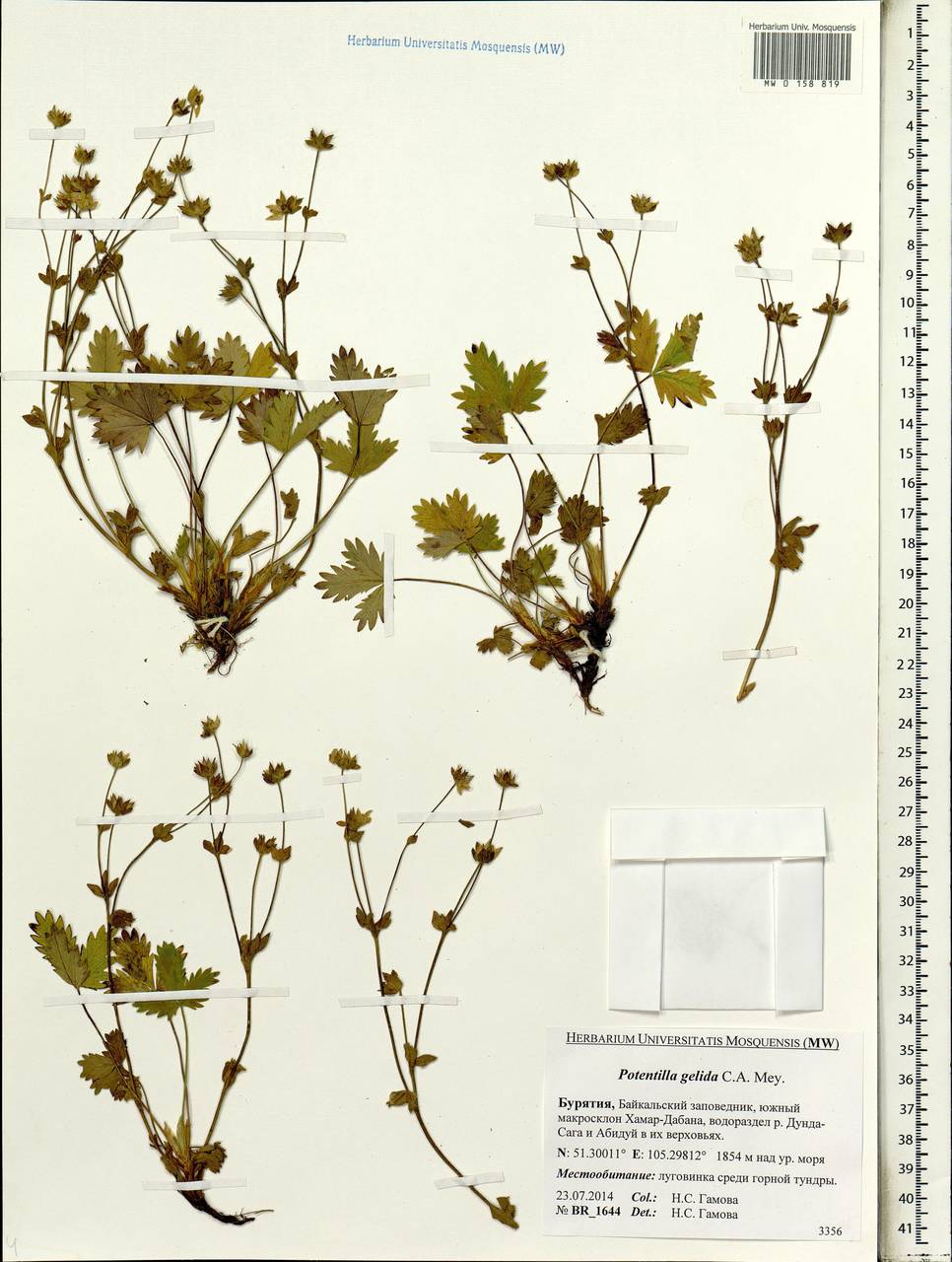 Potentilla crantzii subsp. gelida (C. A. Mey.) Soják, Siberia, Baikal & Transbaikal region (S4) (Russia)