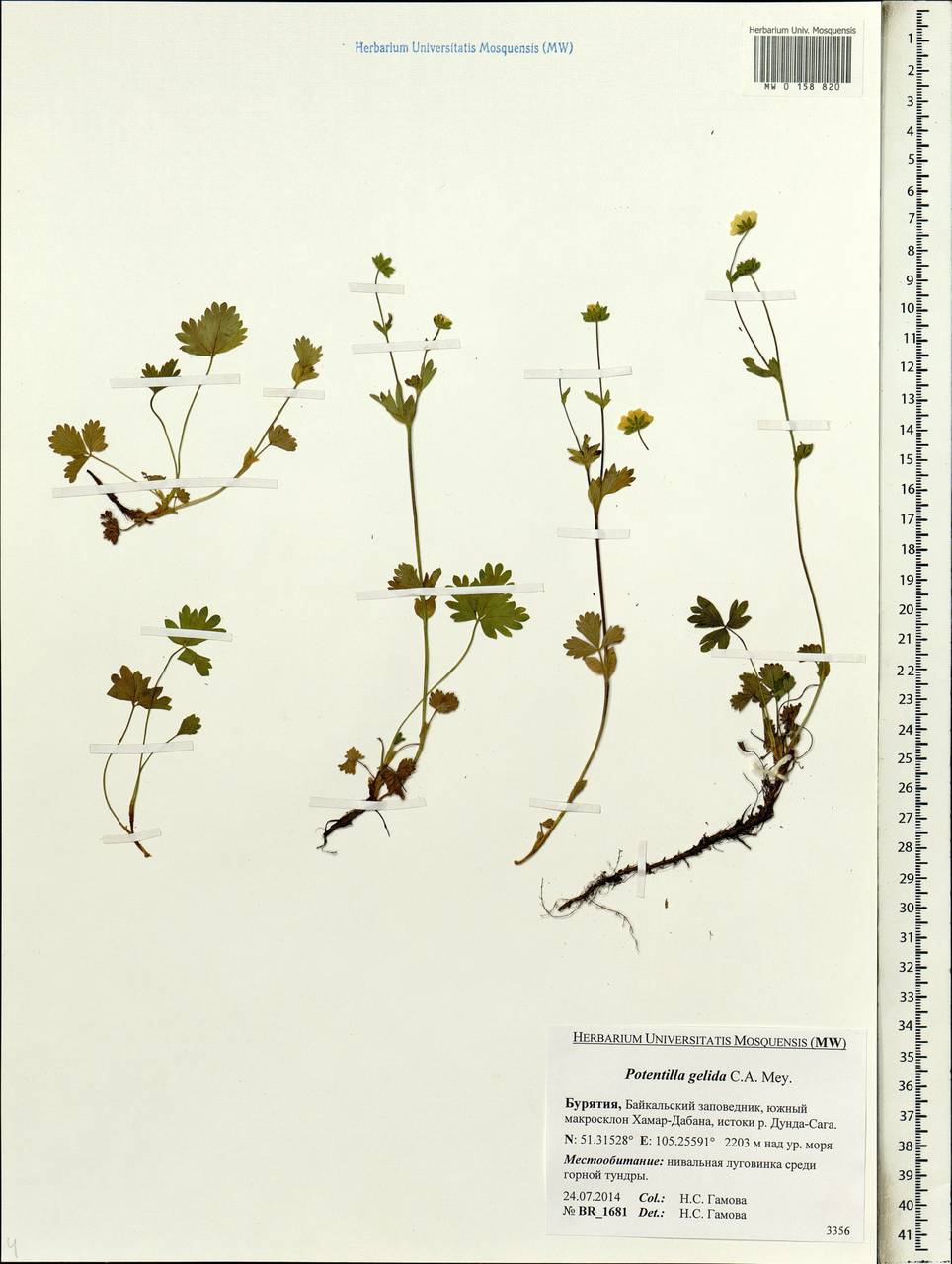Potentilla crantzii subsp. gelida (C. A. Mey.) Soják, Siberia, Baikal & Transbaikal region (S4) (Russia)