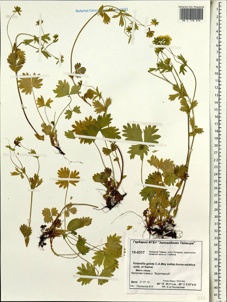 Potentilla crantzii subsp. gelida (C. A. Mey.) Soják, Siberia, Central Siberia (S3) (Russia)