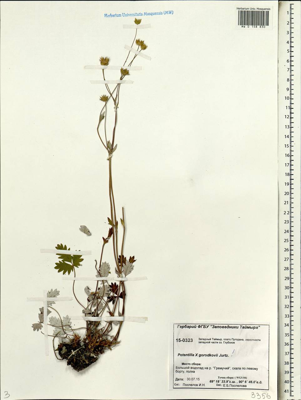 Potentilla ×gorodkovii Jurtzev, Siberia, Central Siberia (S3) (Russia)