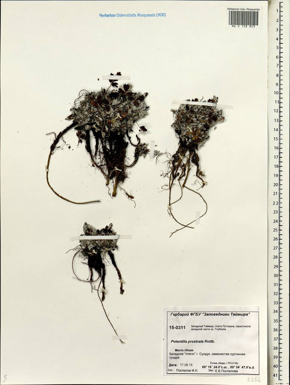 Potentilla × prostrata Rottb., Siberia, Central Siberia (S3) (Russia)