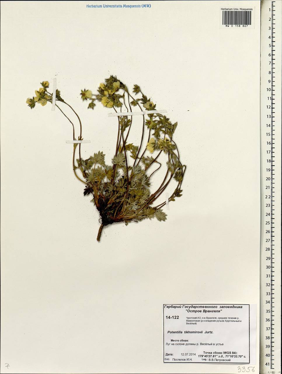 Potentilla × tikhomirovii Jurtzev, Siberia, Chukotka & Kamchatka (S7) (Russia)