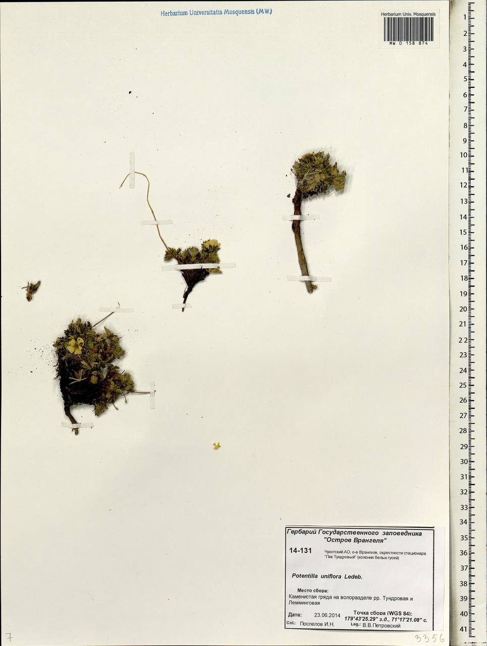 Potentilla uniflora Ledeb., Siberia, Chukotka & Kamchatka (S7) (Russia)
