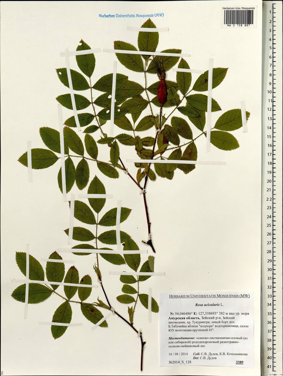 Rosa acicularis Lindl., Siberia, Russian Far East (S6) (Russia)