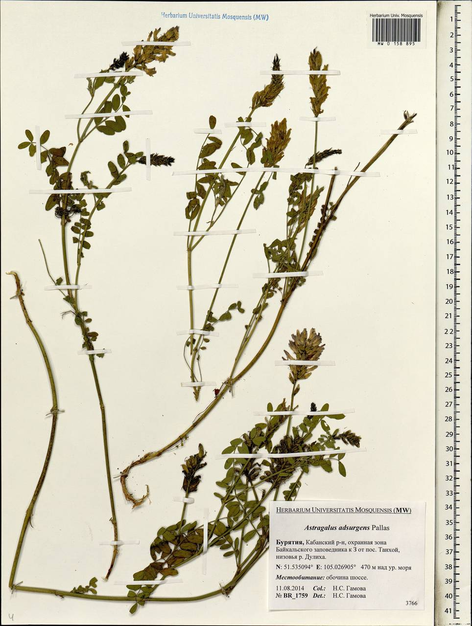 Astragalus laxmannii subsp. laxmannii, Siberia, Baikal & Transbaikal region (S4) (Russia)