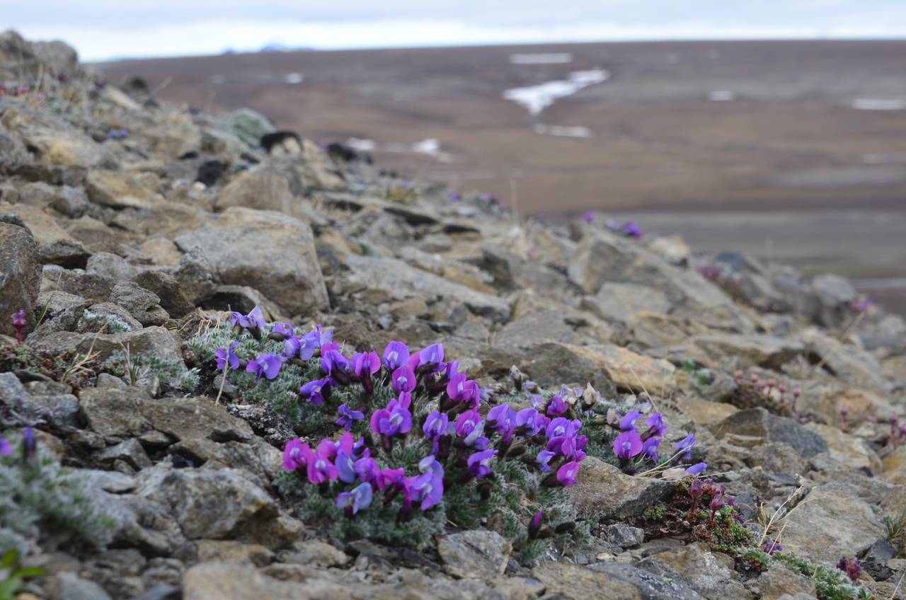 Oxytropis nigrescens (Pall.)DC., Siberia, Chukotka & Kamchatka (S7) (Russia)