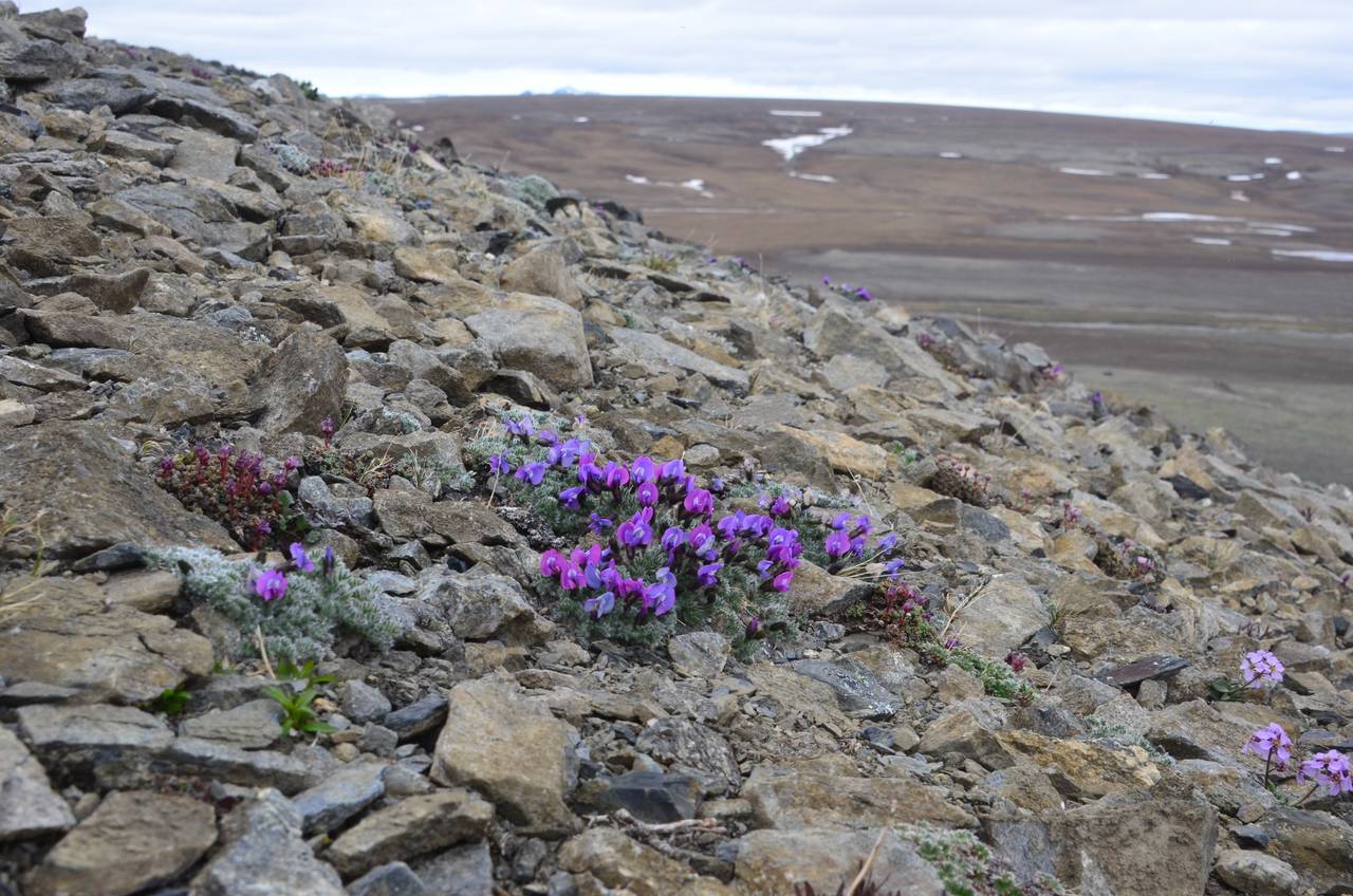 Oxytropis nigrescens (Pall.)DC., Siberia, Chukotka & Kamchatka (S7) (Russia)