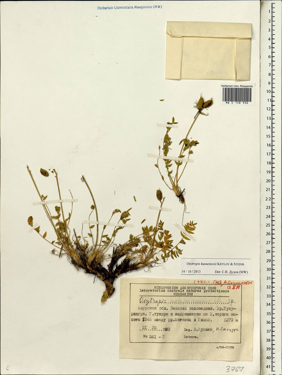 Oxytropis kusnetzovii Krylov & Steinb., Siberia, Russian Far East (S6) (Russia)