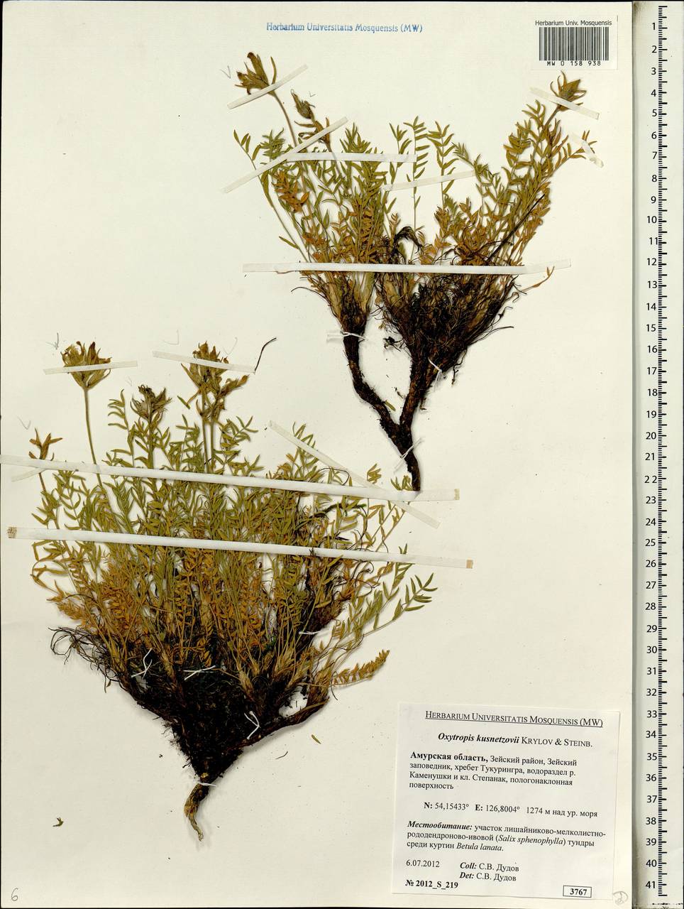 Oxytropis kusnetzovii Krylov & Steinb., Siberia, Russian Far East (S6) (Russia)