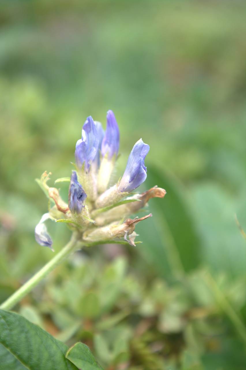 Oxytropis kusnetzovii Krylov & Steinb., Siberia, Russian Far East (S6) (Russia)