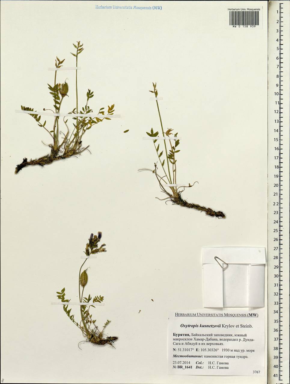 Oxytropis kusnetzovii Krylov & Steinb., Siberia, Baikal & Transbaikal region (S4) (Russia)