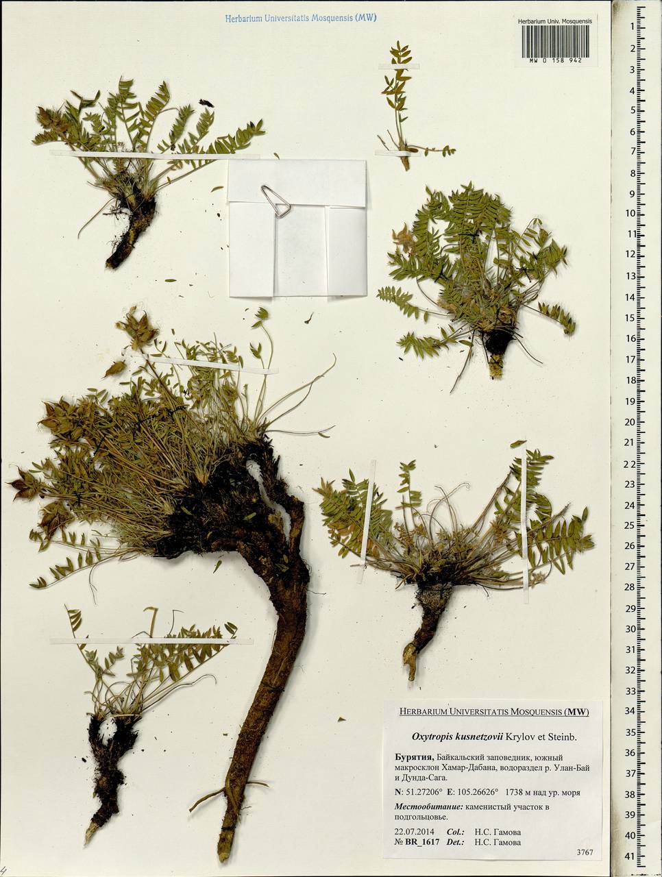 Oxytropis kusnetzovii Krylov & Steinb., Siberia, Baikal & Transbaikal region (S4) (Russia)