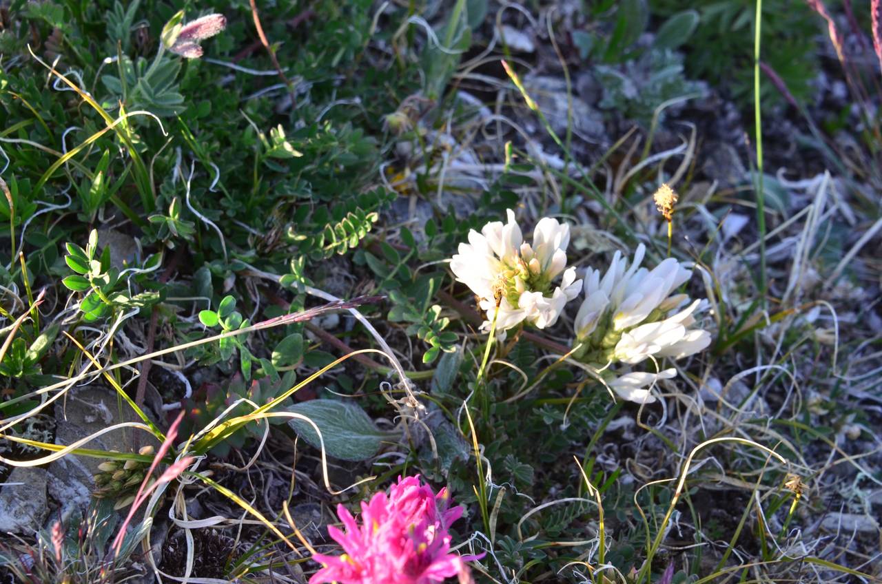 Oxytropis sordida subsp. schamurinii Jurtzev, Siberia, Chukotka & Kamchatka (S7) (Russia)