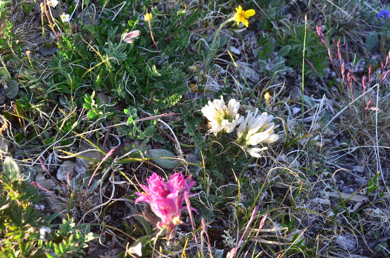 Oxytropis sordida subsp. schamurinii Jurtzev, Siberia, Chukotka & Kamchatka (S7) (Russia)