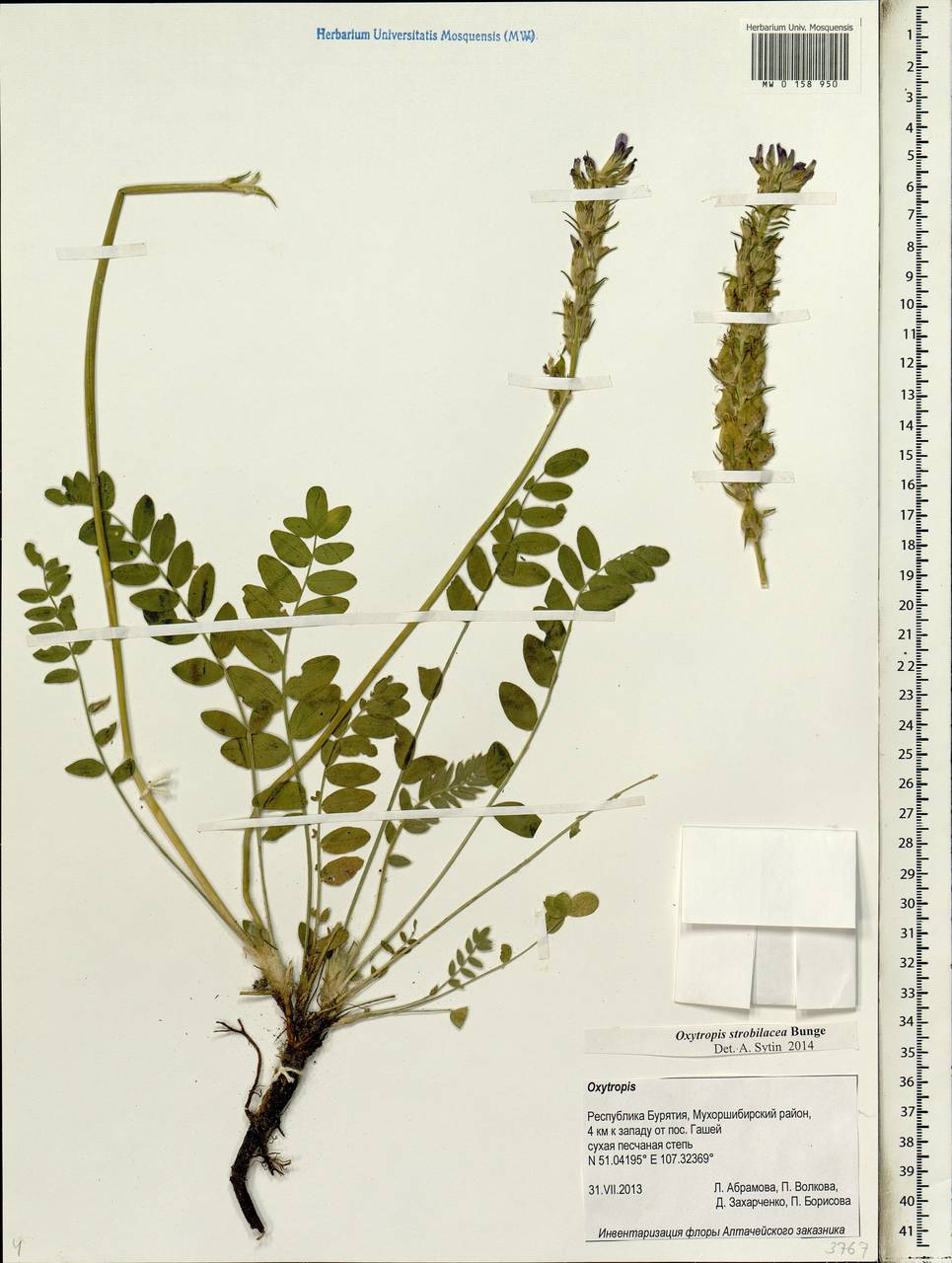 Oxytropis strobilacea Bunge, Siberia, Baikal & Transbaikal region (S4) (Russia)