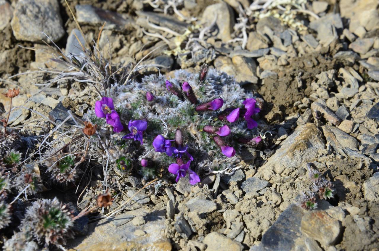 Oxytropis uniflora Jurtzev, Siberia, Chukotka & Kamchatka (S7) (Russia)