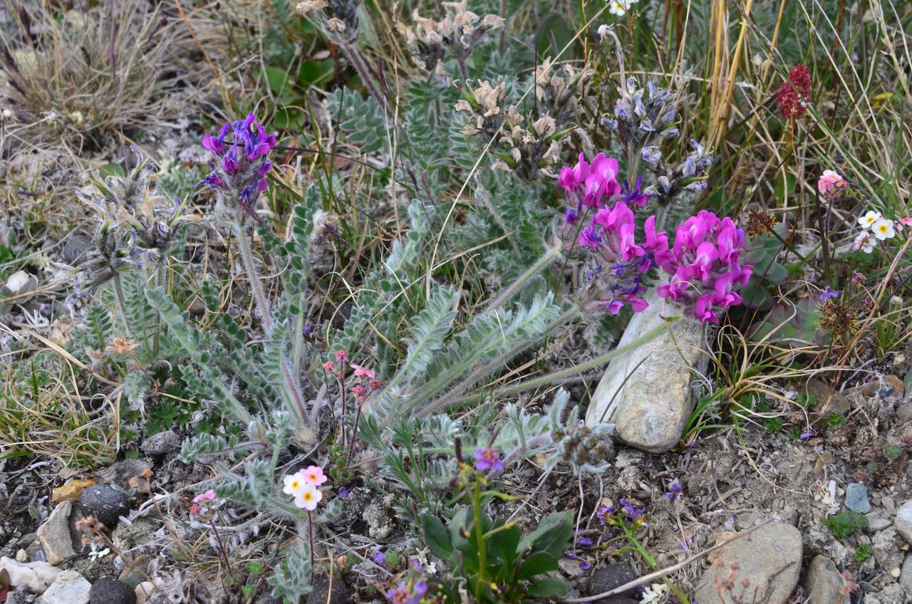 Oxytropis uschakovii Jurtzev, Siberia, Chukotka & Kamchatka (S7) (Russia)